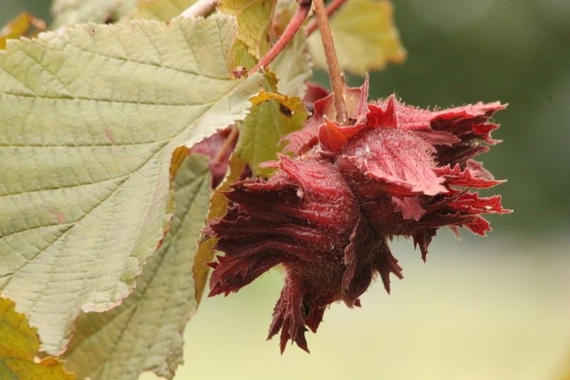 Tuin Meubel Verkoop -Tuin Meubel Verkoop 4e102d0ebb corylus avellana rode zellernoot