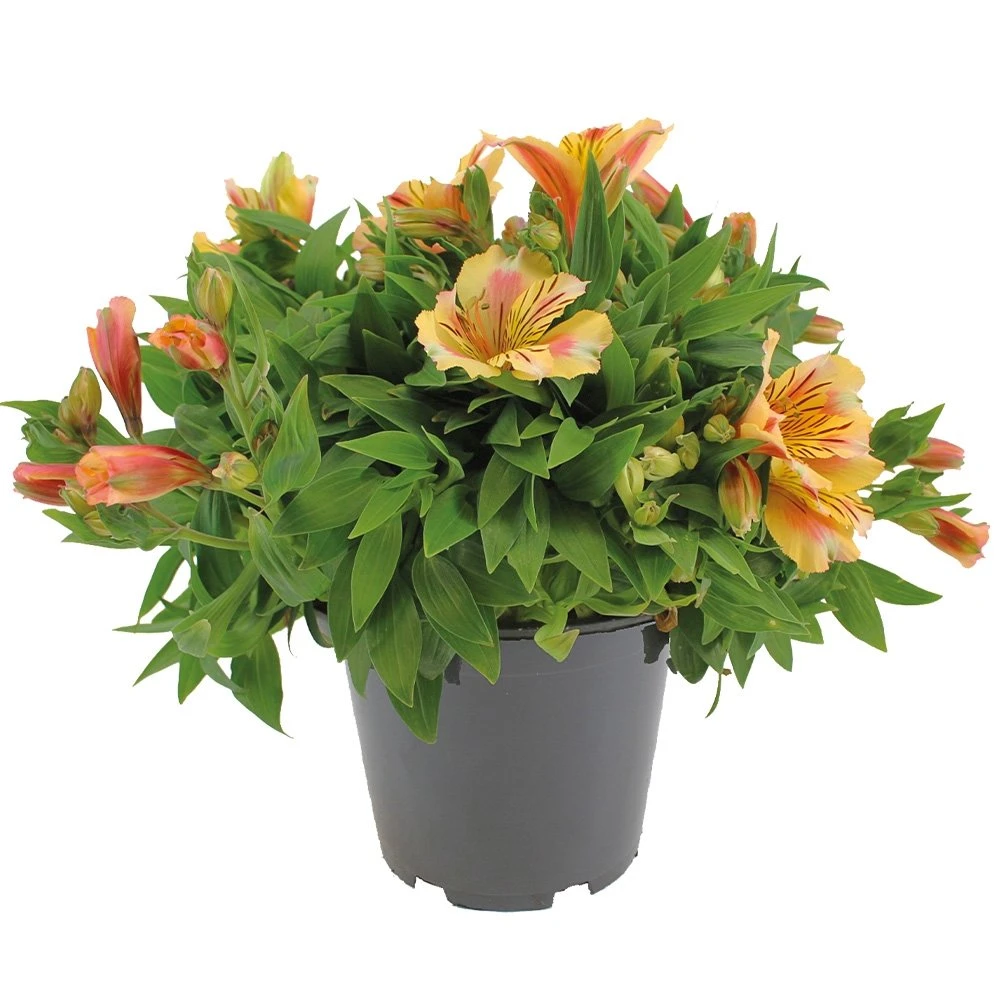 Alstroemeria, In 19cm-pot 1 Alstroemeria, In 19cm-pot