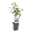 Appelboom (Malus Dom. Rode Boskoop Patio), In Pot