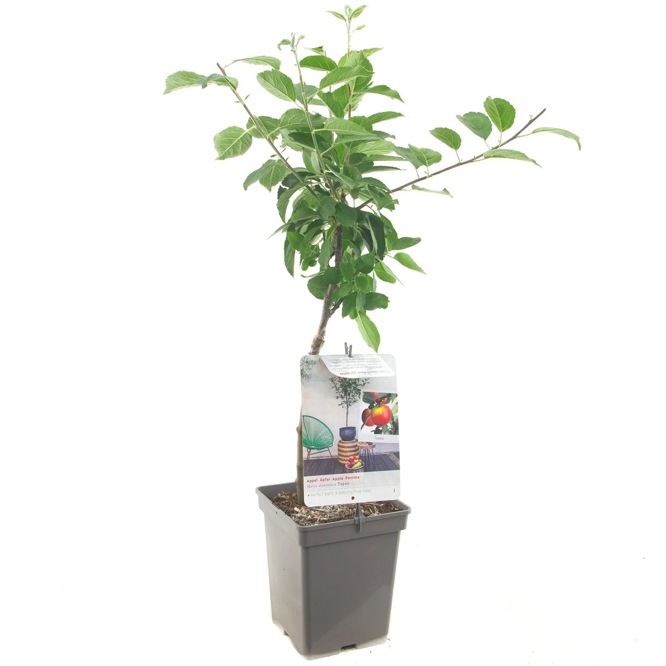 Appelboom (Malus Dom. Topaz Patio), In Pot 1 Appelboom (Malus Dom. Topaz Patio), In Pot