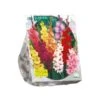 Baltus Gladiolus Gemengd Per 100