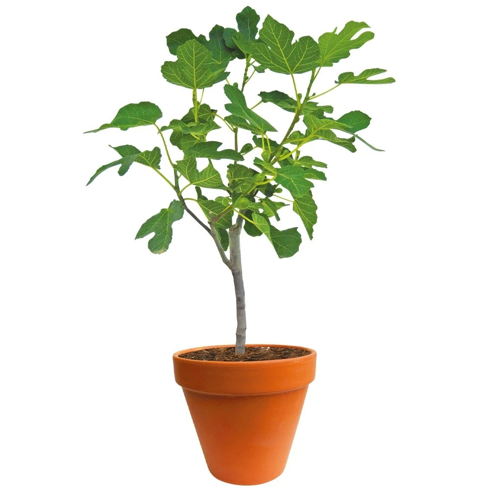 Ficus Carica 150-170 Hoog, In 27cm-pot 1 Ficus Carica 150-170 Hoog, In 27cm-pot