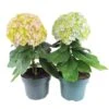 Hortensia Avantgarde, In 23cm-pot