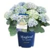 Hortensia Magical, In 23cm-pot