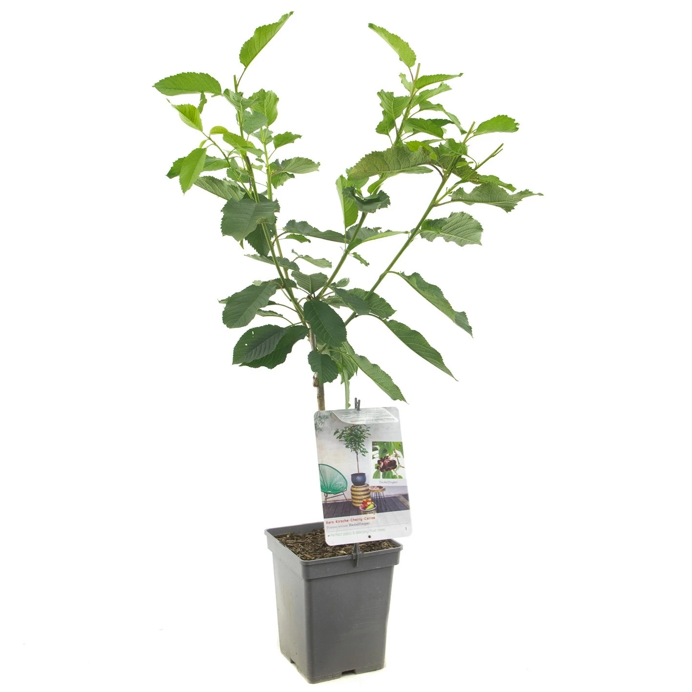 Kersenboom (Prunus Avium Hedelfinger Patio), In Pot 1 Kersenboom (Prunus Avium Hedelfinger Patio), In Pot