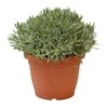 Lavendel, In 25cm-pot