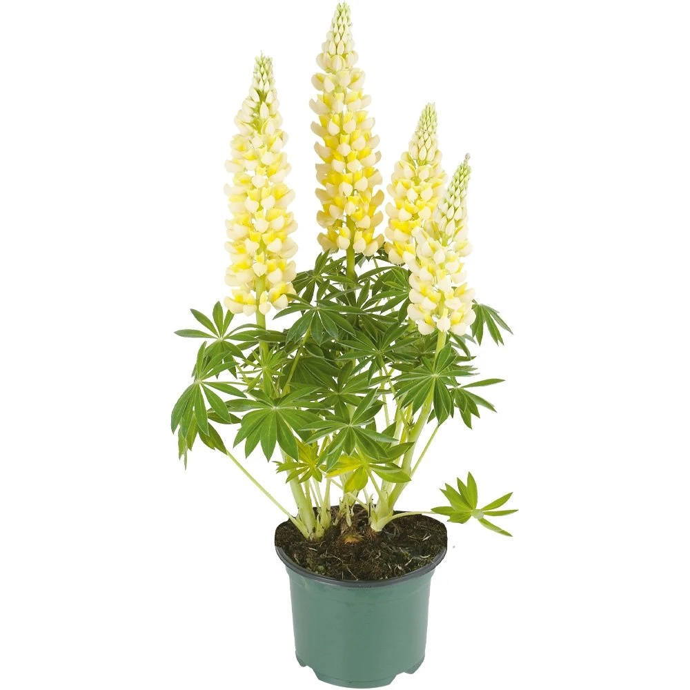 Lupine, In 23cm-pot 1 Lupine, In 23cm-pot